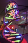 Henk Caspers/Naturalis Biodiversity Center Large multicolour model of DNA.  Museum Naturalis Leiden