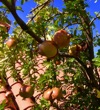 Granatapfelbaum mit reifenden und schon aufgeplatzten Früchten; S.Grabmeier
